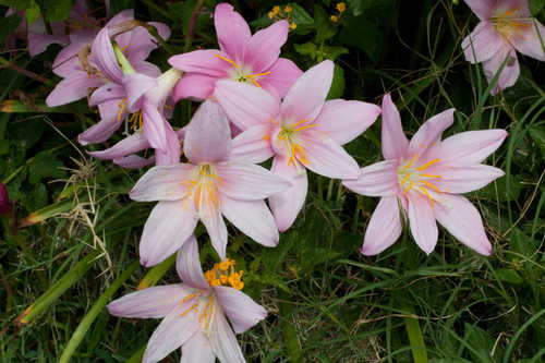 Zephyranthes grandiflora #4